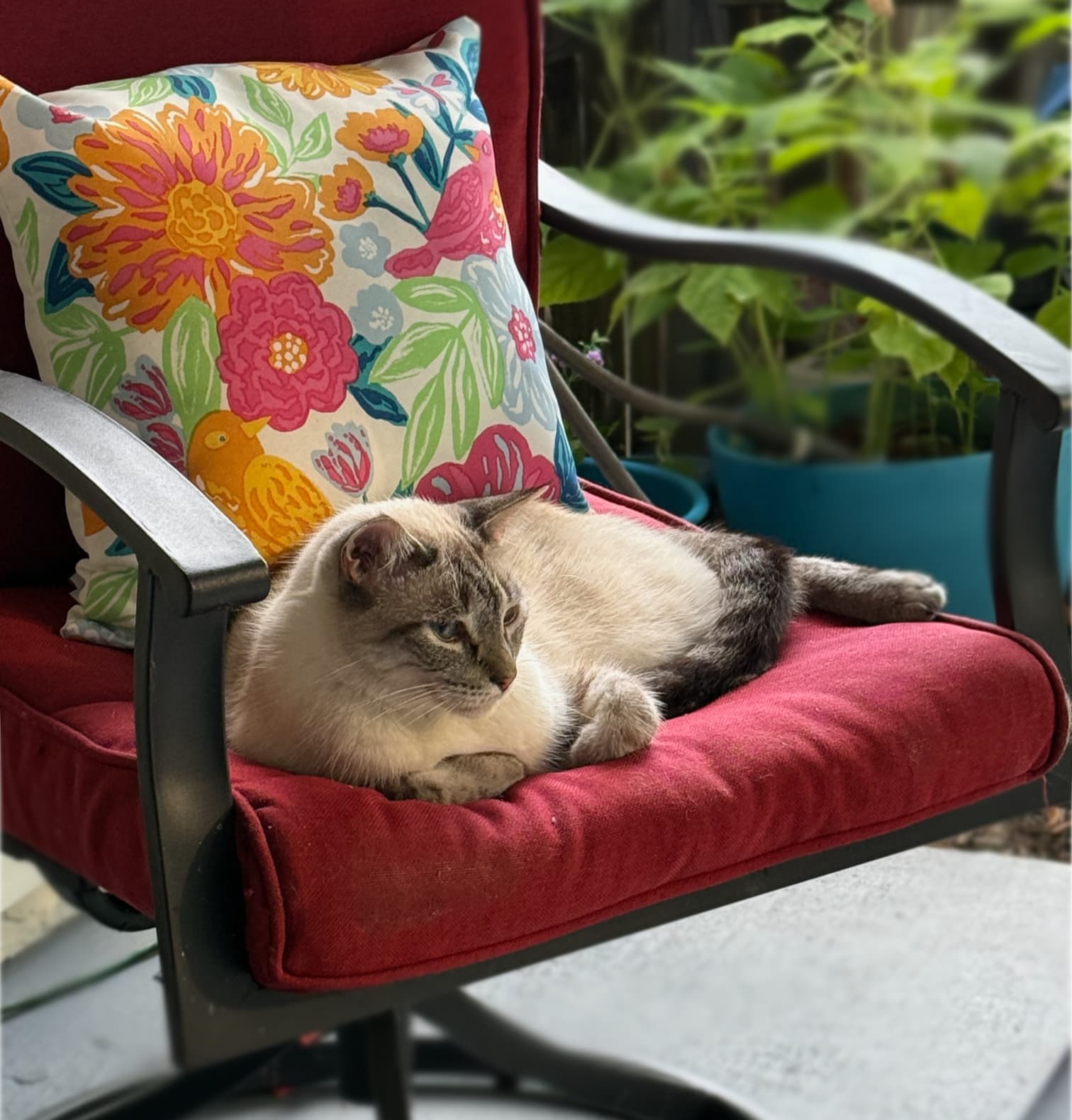 Bailey cat